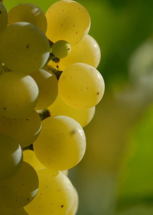Chardonnay ANT 0935